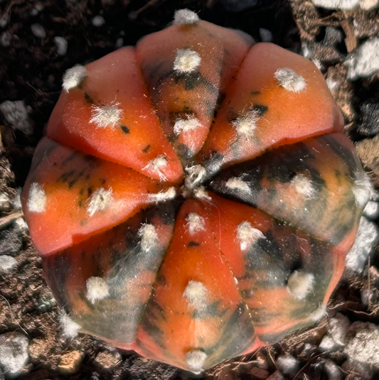 Real Live Plant - Astrophytum Asterias Hybrid Cactaceae / Large 3.5-4.8cm / Orange, Pink, Dark Green